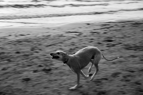 295A1676 Chien au couchant