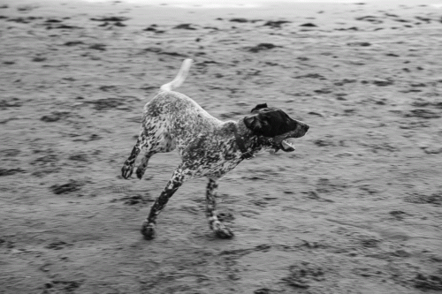 295A1677 Chien au couchant