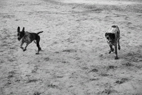 295A1679 Chiens au couchant