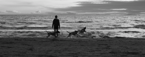 295A1696 Chiens au couchant