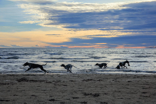 295A1711 Chiens au couchant Plage Le Grau du Roi