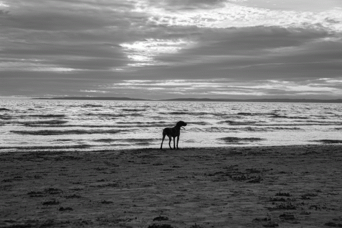 295A1717 Chien au courant