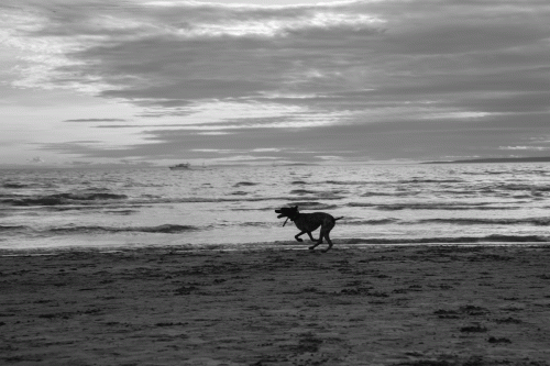 295A1718 Chien au couchant