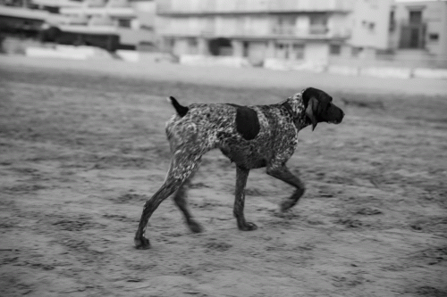 295A1722 Chien au couchant