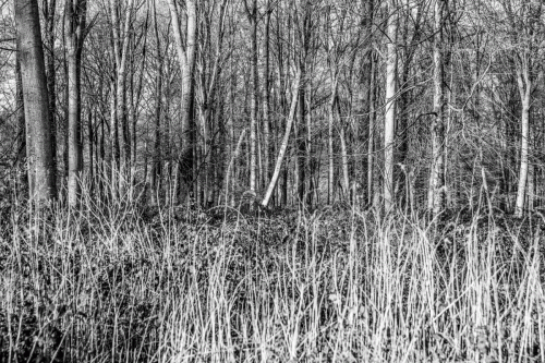 Bois-Gouy-LHopital